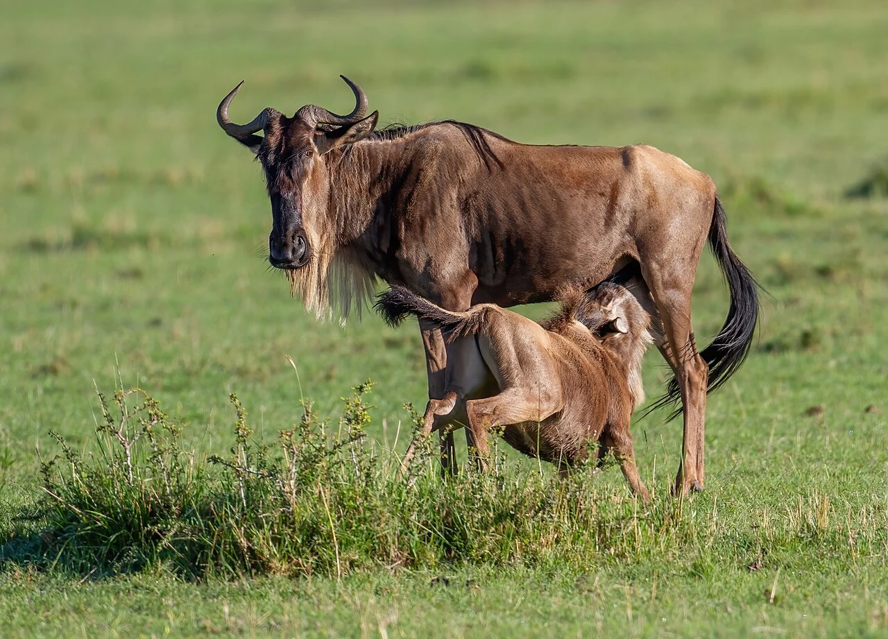 Wildebeest