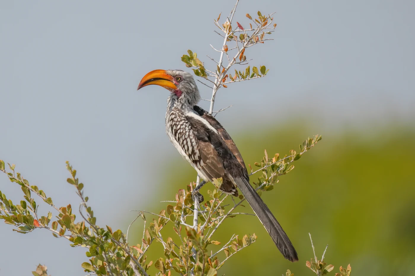 Yellow-billed hornbill