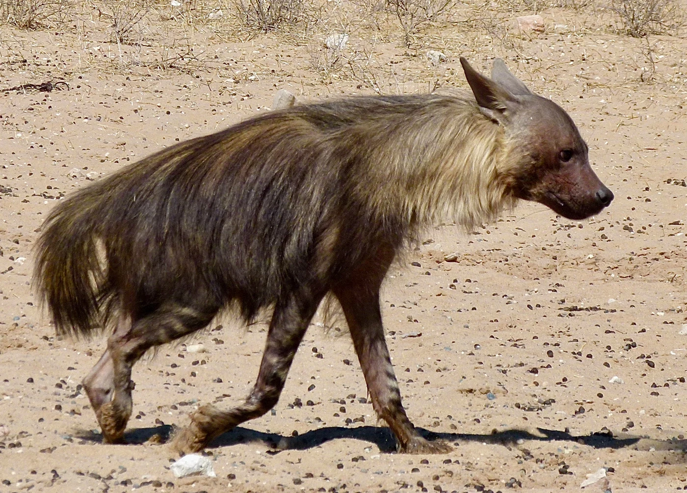 Brown hyena