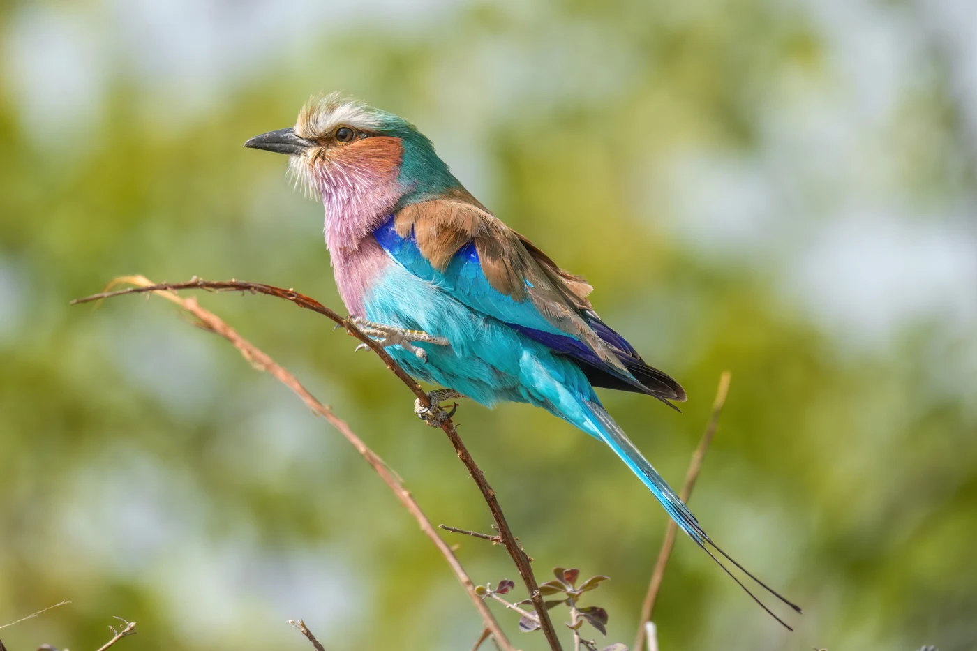 Lilac-breasted roller